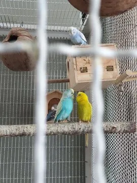 QR Code for App Download